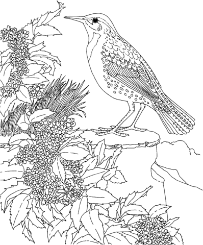 Meadowlark And Oregon Grape State Bird And Flower Coloring Page